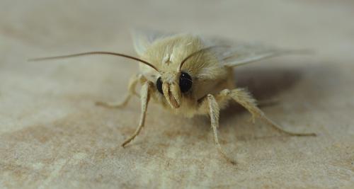 Mythimna pallens